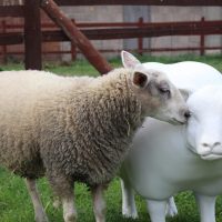 Letter to clergy about the Good Shepherd Project