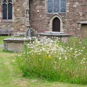 A patch of unmown grass in a churchyard