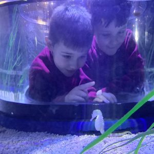 Two boys look at a white seahorse in an aquarium tank