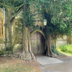 An image of the two trees either side of the door at Stow